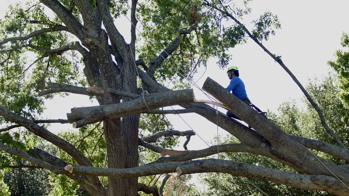 Professional Crown Thinning performed by certified arborists in Hartly